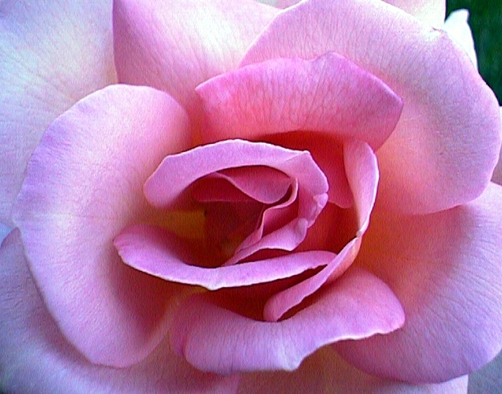 Close Up Pink Rose.jpg (290427 bytes)