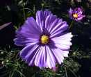 Purple Flower.jpg (3552 bytes)