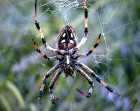 Spider.jpg (3262 bytes)